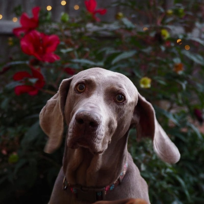 Dog Friendly Stays Featured Image